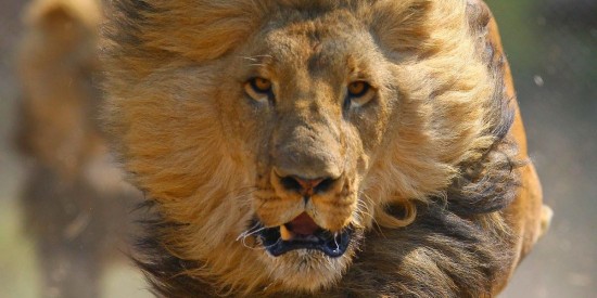 20 интересных фактов о львах — СТО ФАКТОВ